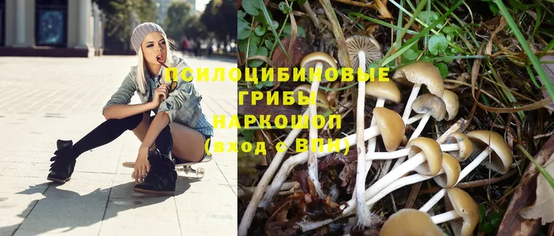 Псилоцибиновые грибы Psilocybe  купить   Рыльск 